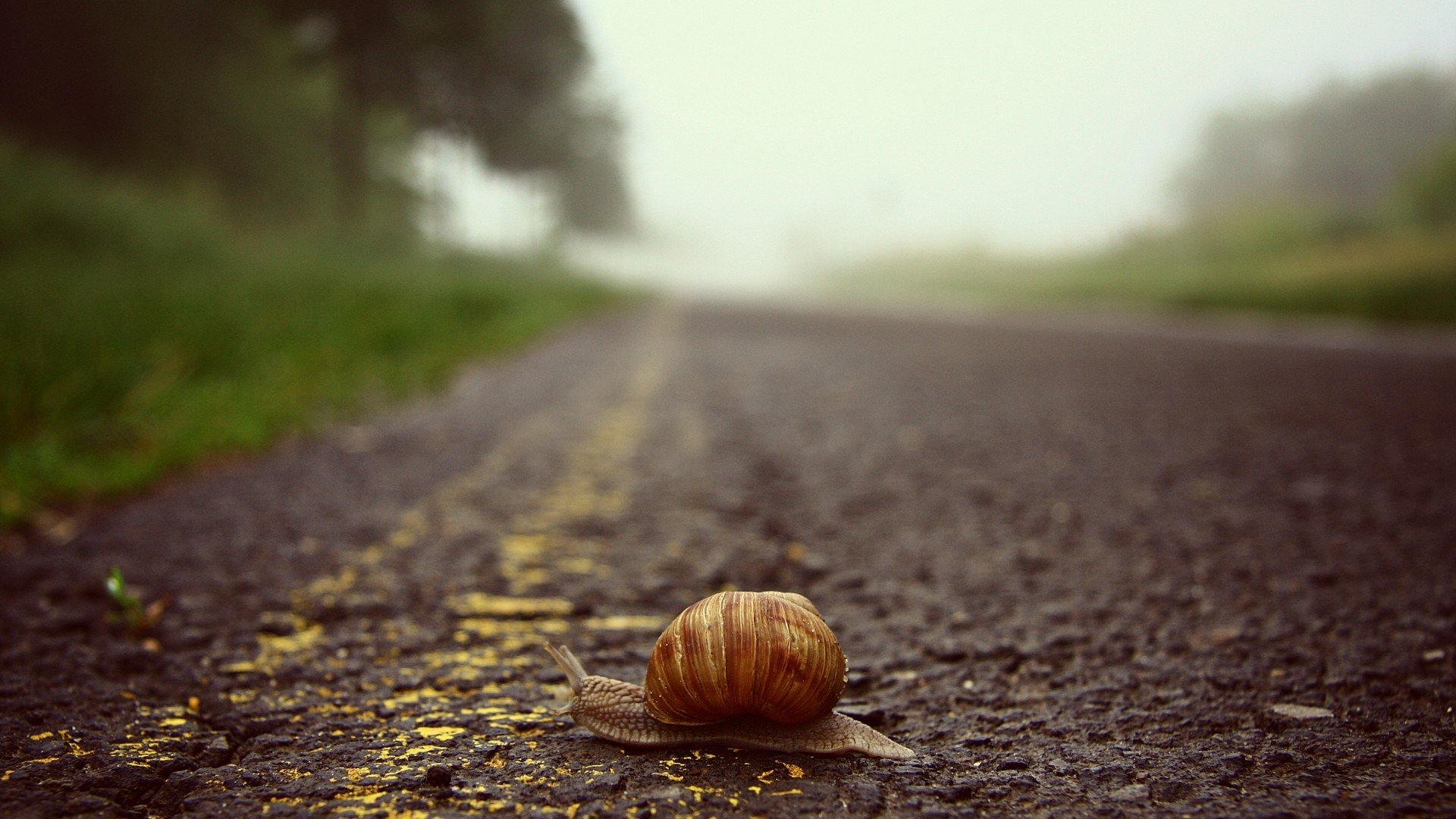 road, Blurred, Snail, Worms eye view Wallpaper