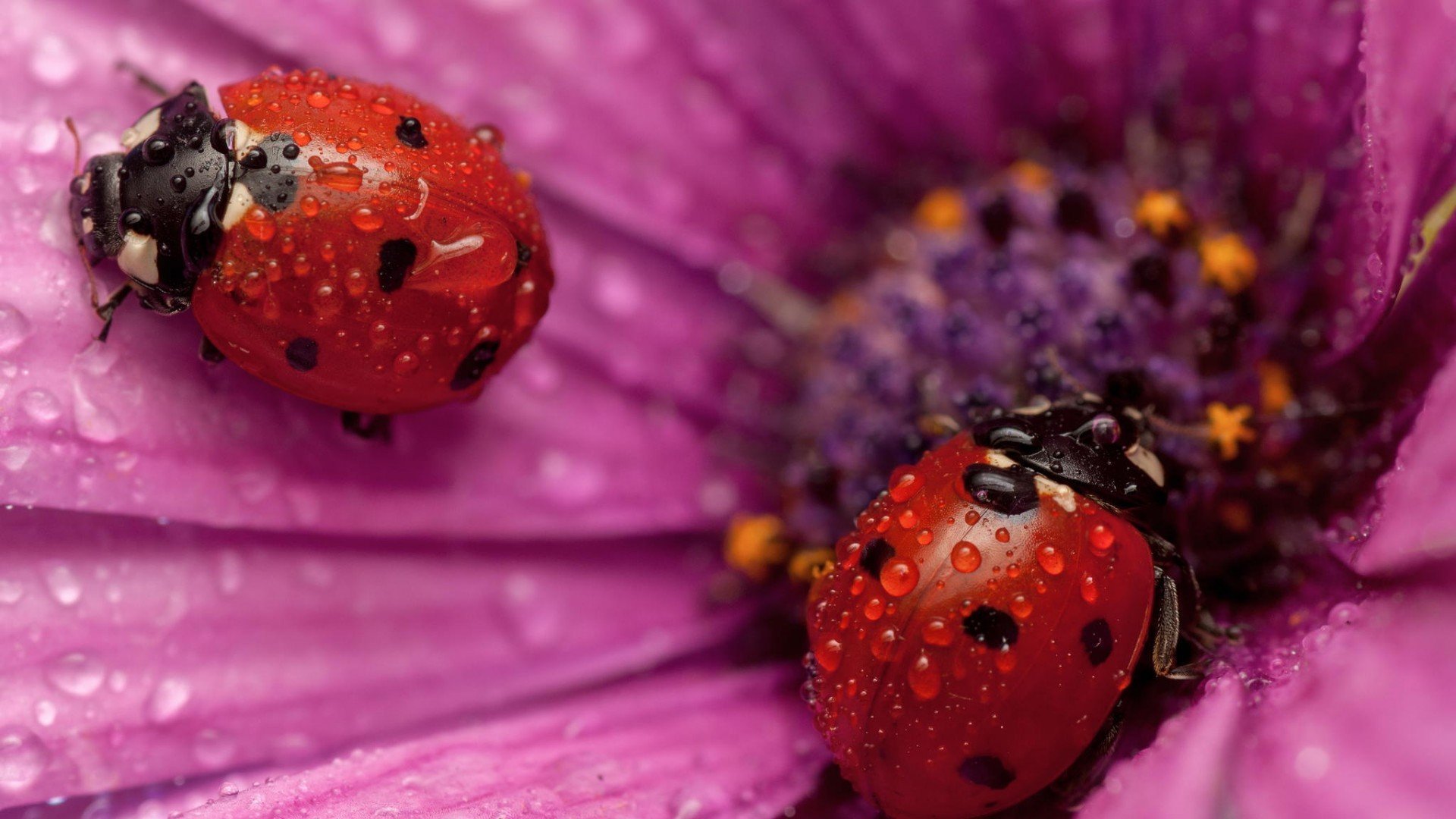 ladybugs Wallpaper