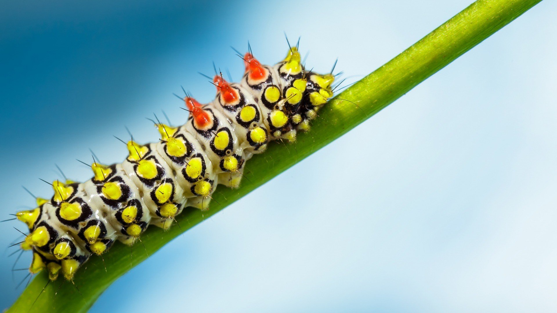 caterpillars Wallpaper