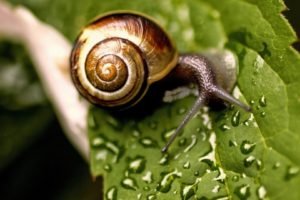 snail, Leaves, Dew