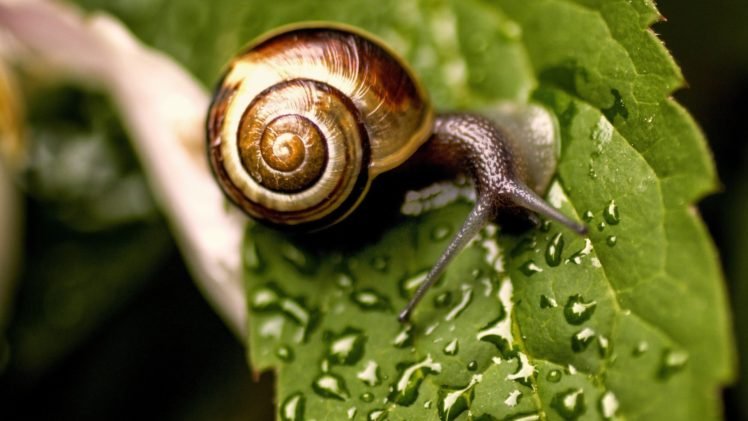 snail, Leaves, Dew HD Wallpaper Desktop Background