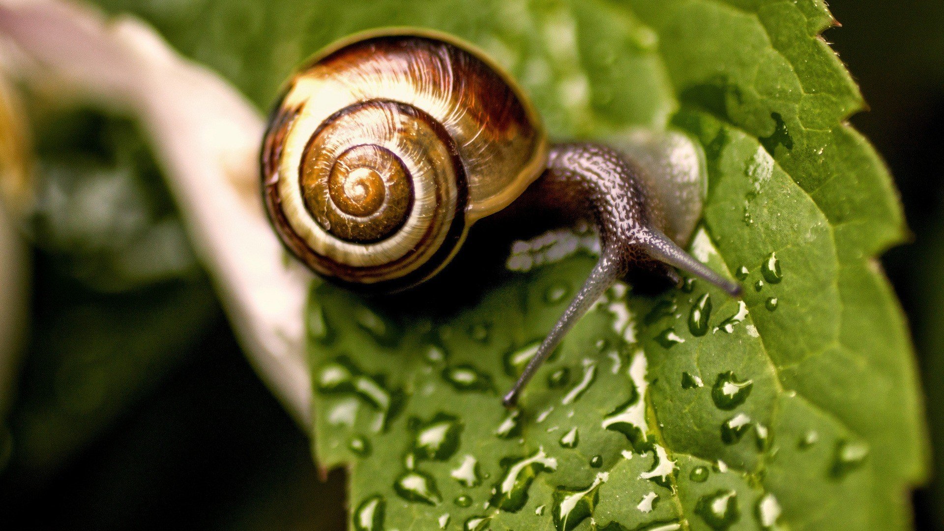 snail, Leaves, Dew Wallpaper