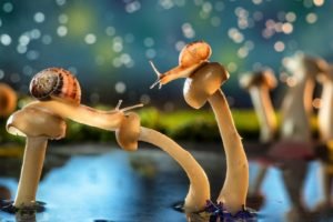 snail, Mushroom