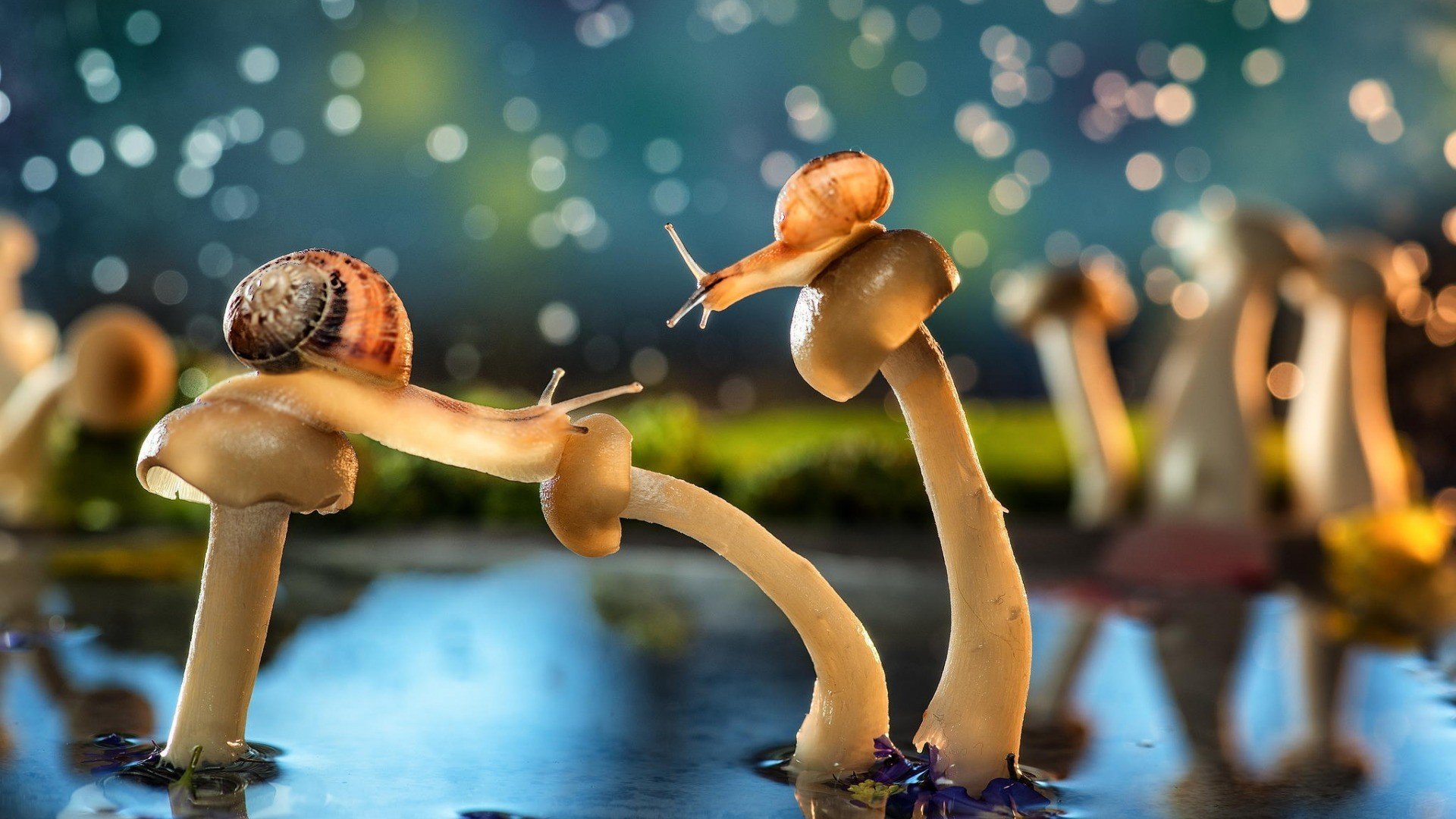 snail, Mushroom Wallpaper