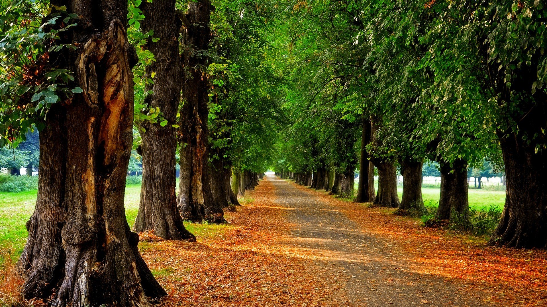 trees, Road, Foliage Wallpaper