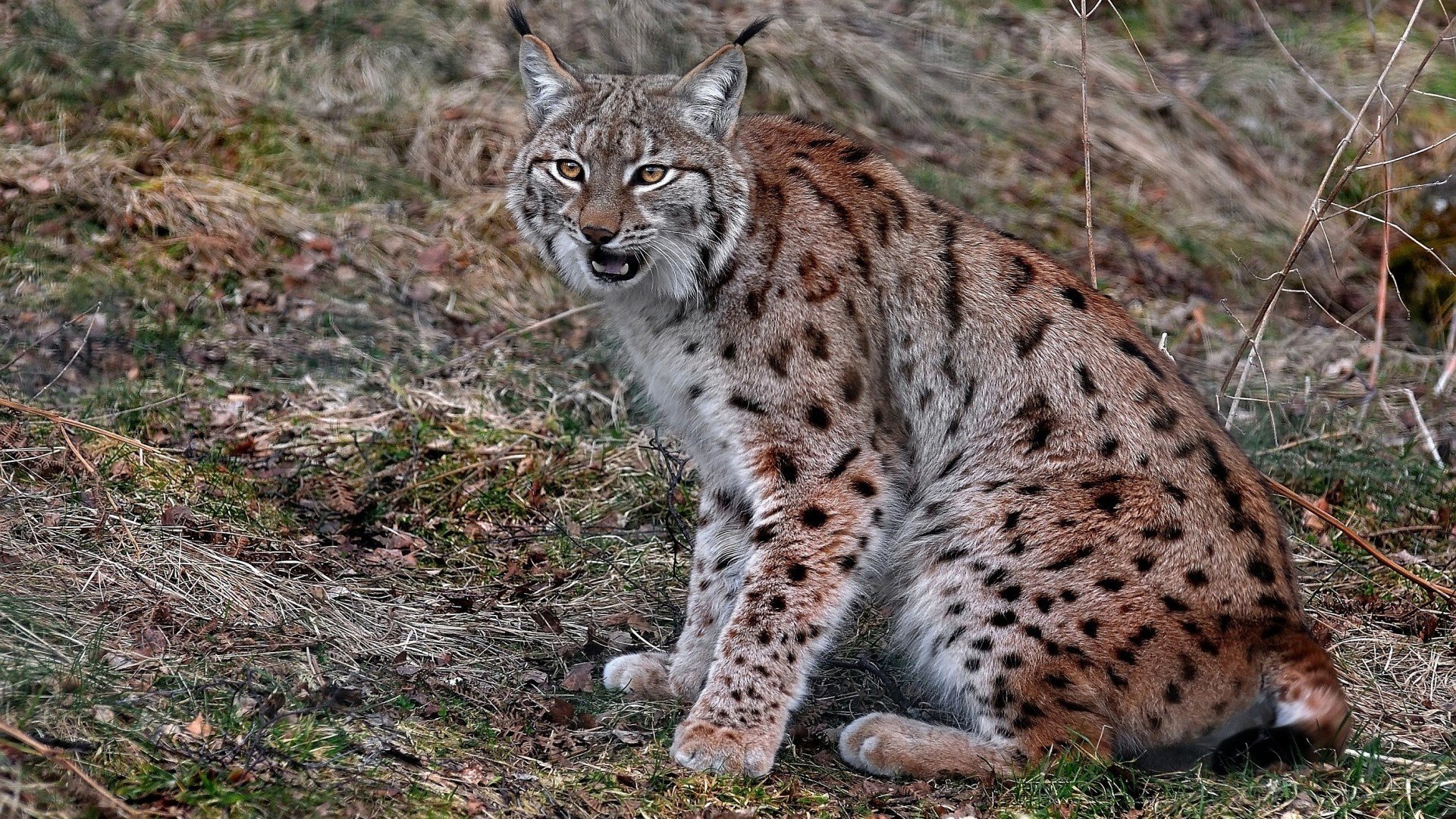 lynx Wallpaper