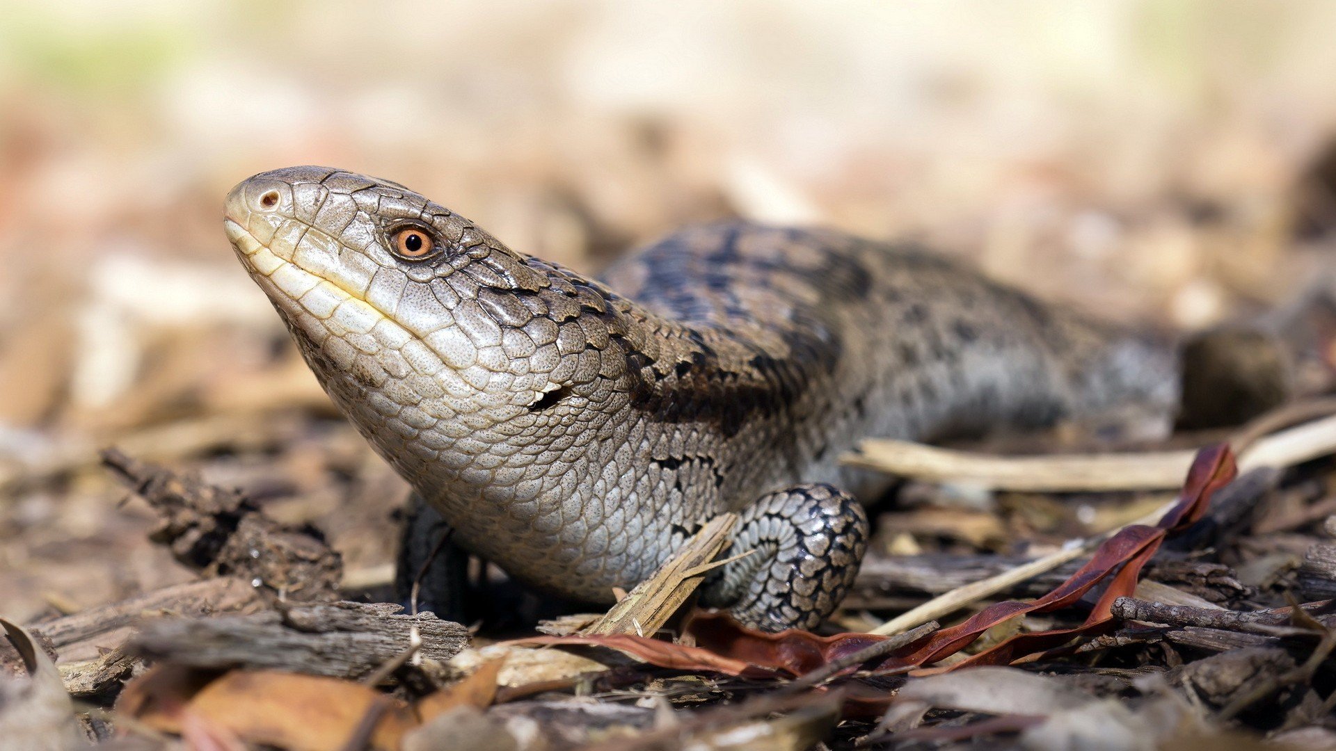 lizards, Macro, Leaves Wallpaper