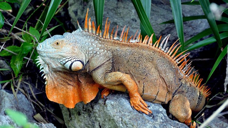 reptile, Iguana HD Wallpaper Desktop Background