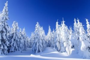 snow, Trees