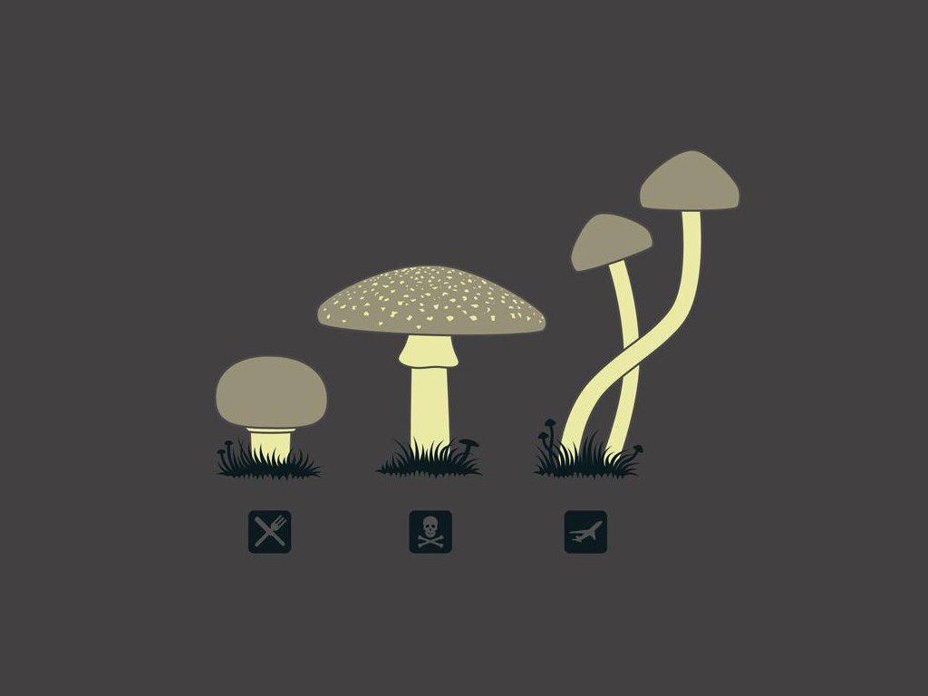 mushroom, Food, Drugs, Death Wallpaper