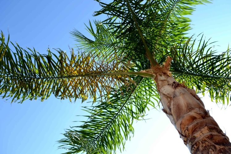 summer, Sunlight, Palm trees, Worms eye view, Trees HD Wallpaper Desktop Background