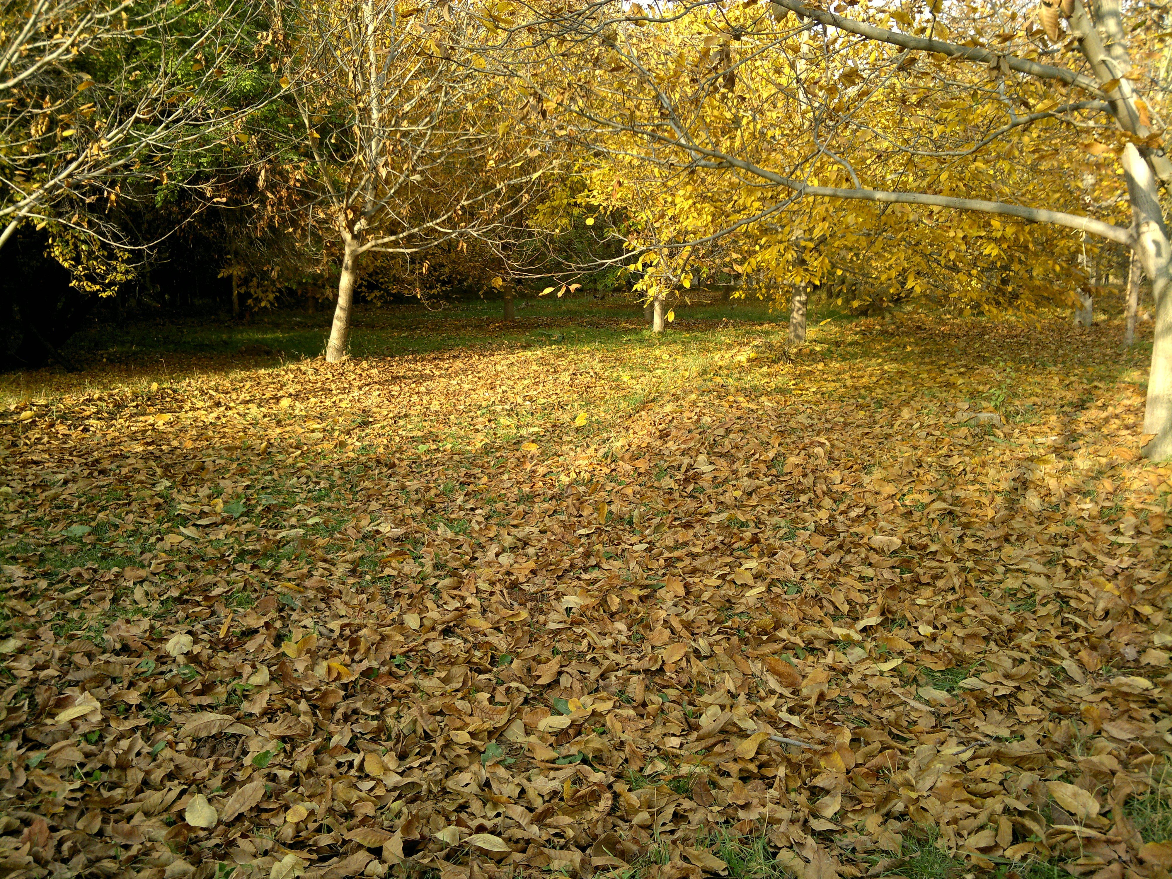Опавшие листья в парке