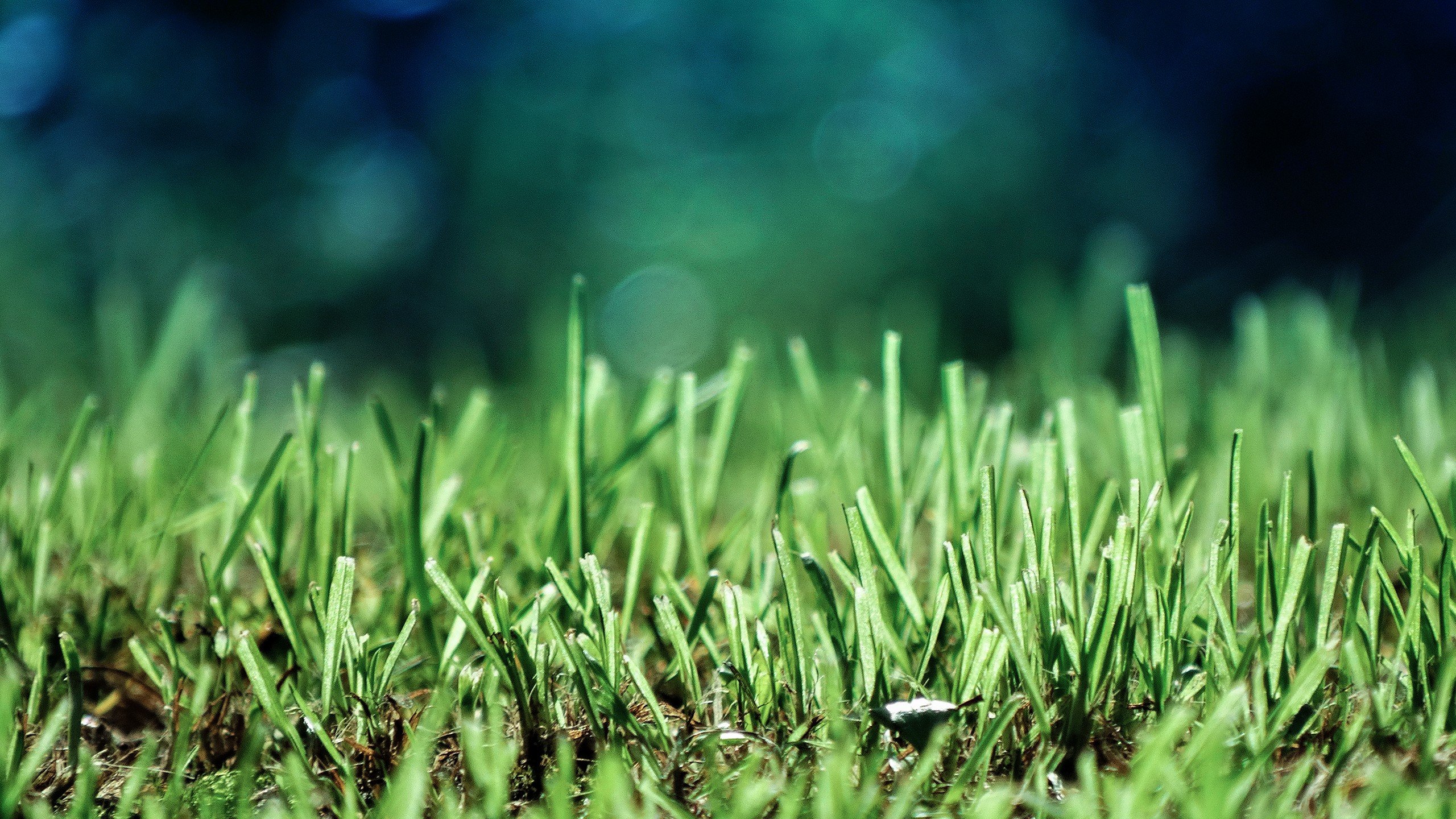 green, Ground HD Wallpapers / Desktop and Mobile Images & Photos