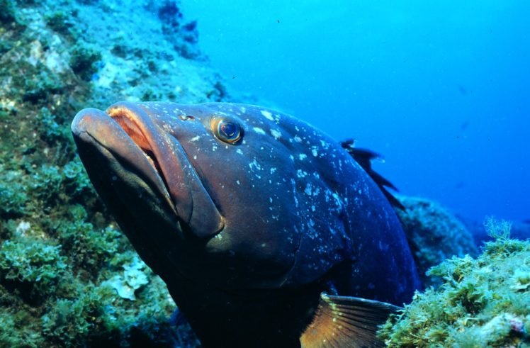 brazilian grouper, Fish, Underwater HD Wallpaper Desktop Background