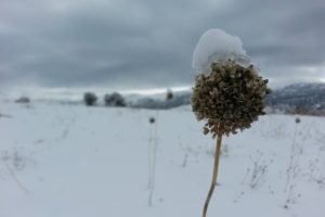 snow, Snowflakes, Dried, Sarıveliler, Karaman, Turkey, White, Cold, Macro