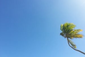 Punta Cana, Horizon, Palm trees