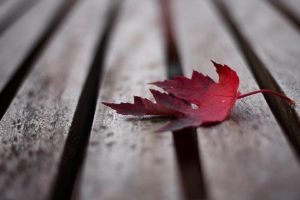wooden surface, Leaves, Fall
