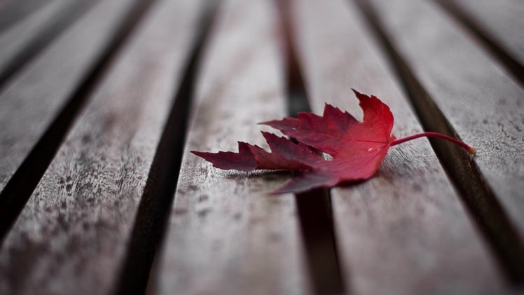 wooden surface, Leaves, Fall HD Wallpaper Desktop Background
