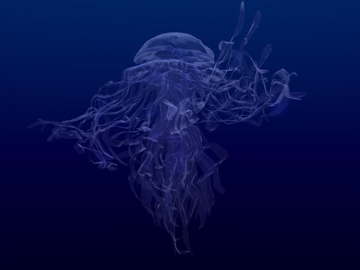 jellyfish Wallpaper