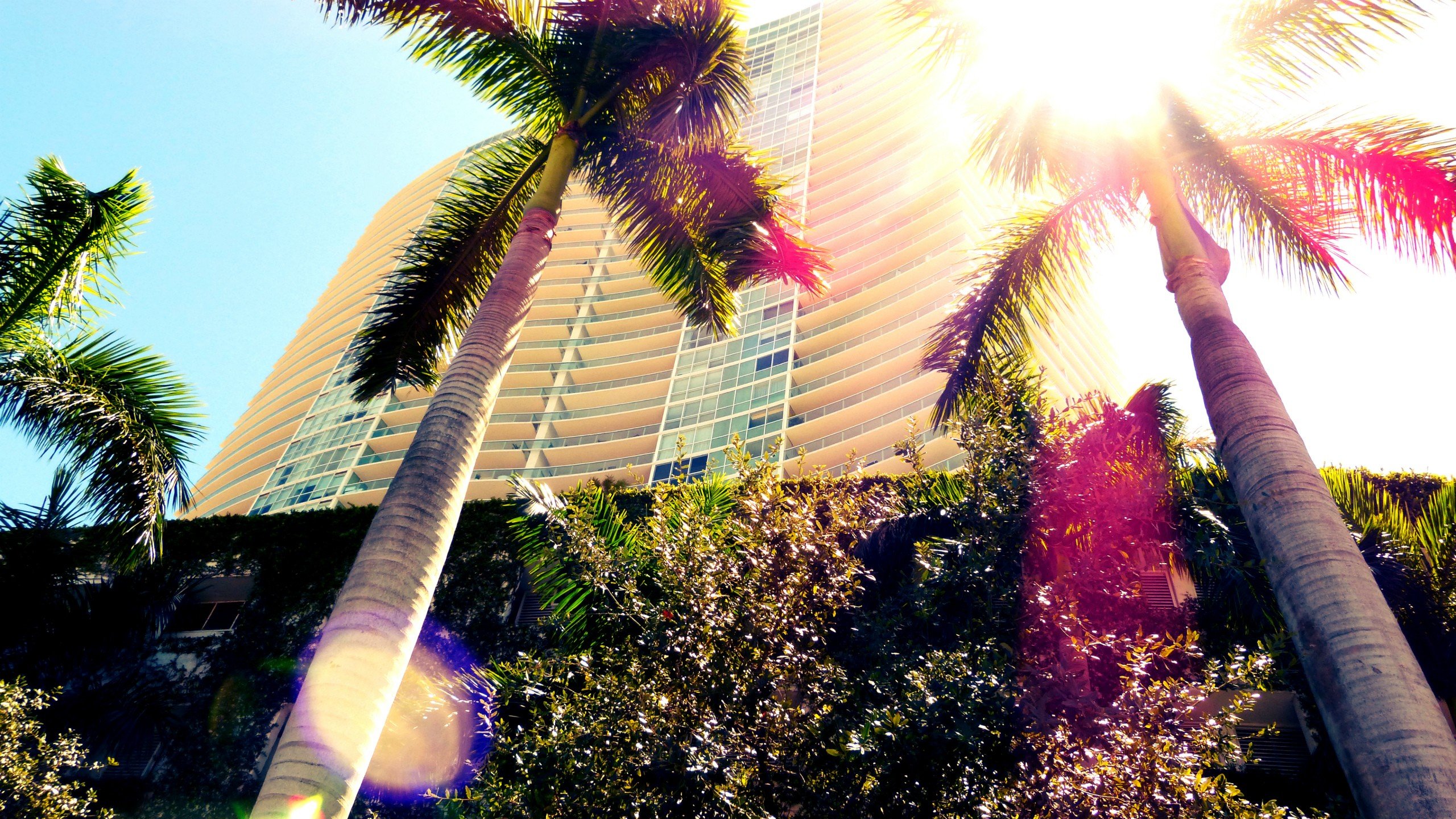 Premium Photo  Florida keys palm trees in sunny day florida us