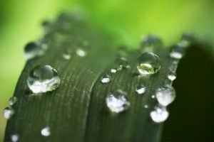 green, Water drops, Dew