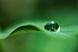 green, Water drops, Macro