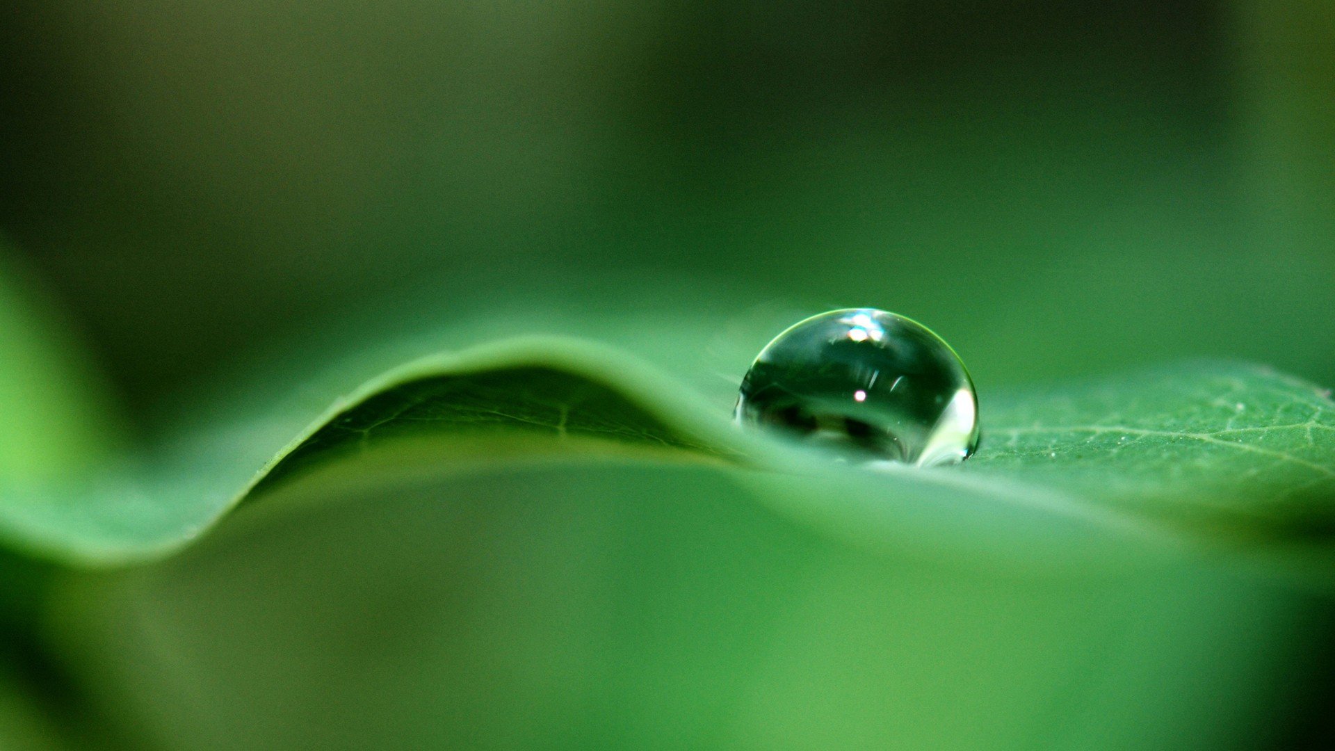 green, Water drops, Macro Wallpaper