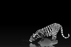 tiger, Monochrome
