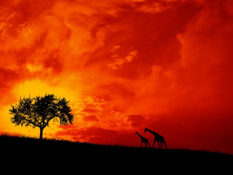 Africa, Savannah, Giraffes HD Wallpaper Desktop Background