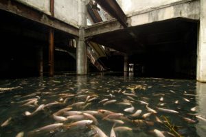 fish, Flood, Abandoned, Urban exploration