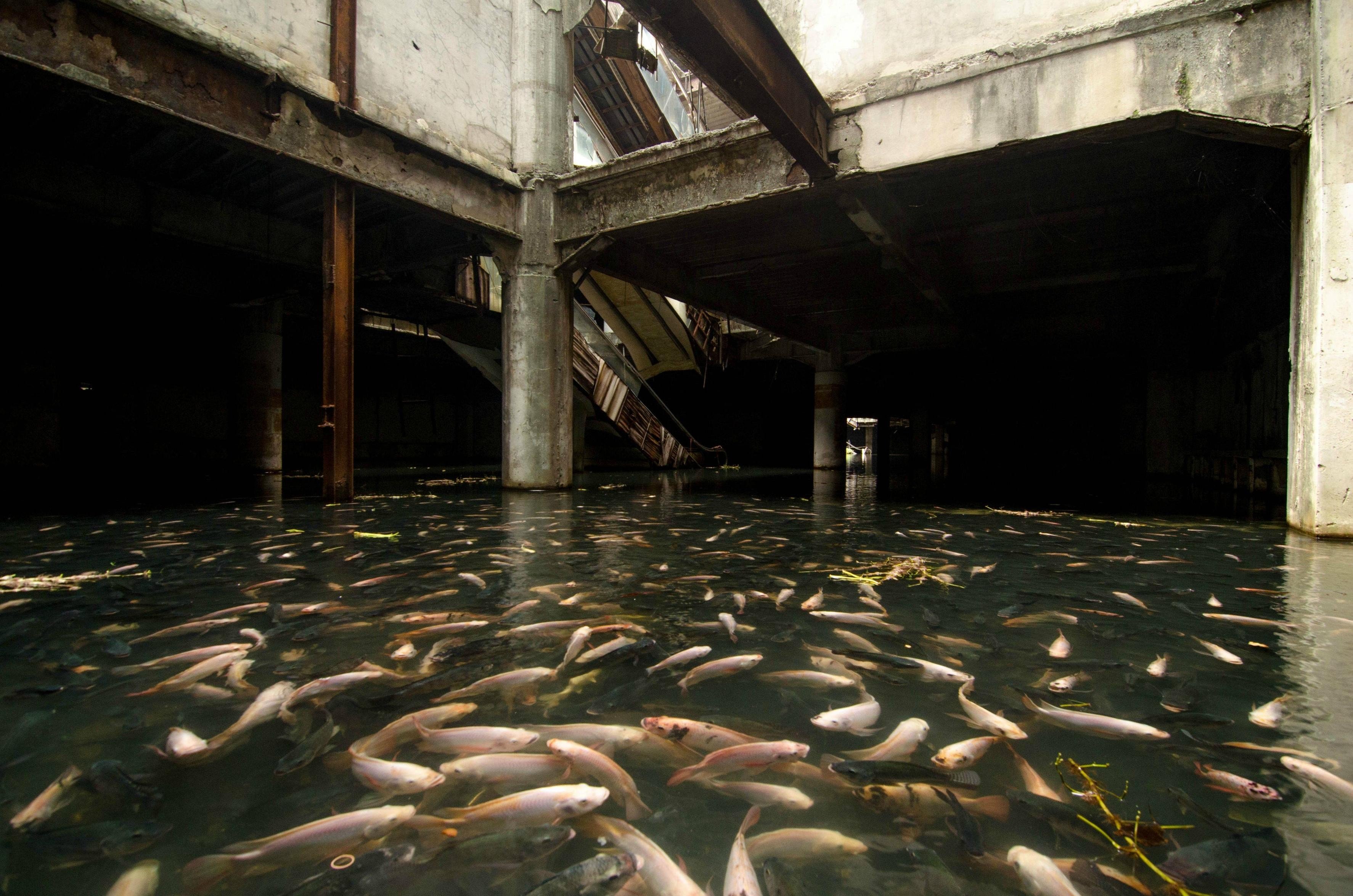 fish, Flood, Abandoned, Urban exploration Wallpaper
