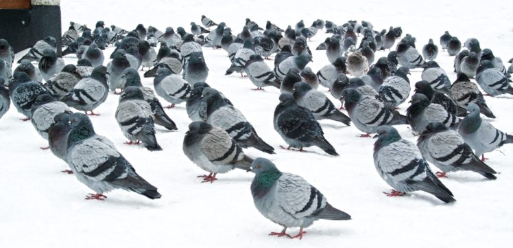pigeons, Snow HD Wallpaper Desktop Background