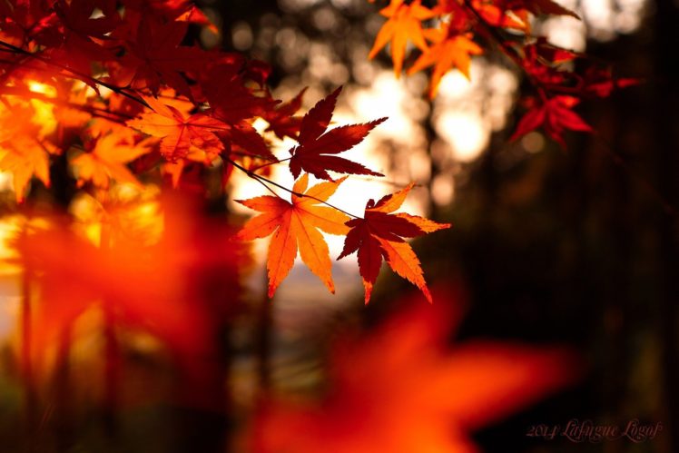 leaves, Fall, Depth of field HD Wallpaper Desktop Background