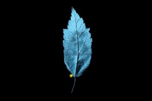 Fringe (TV series), Black background, Leaves