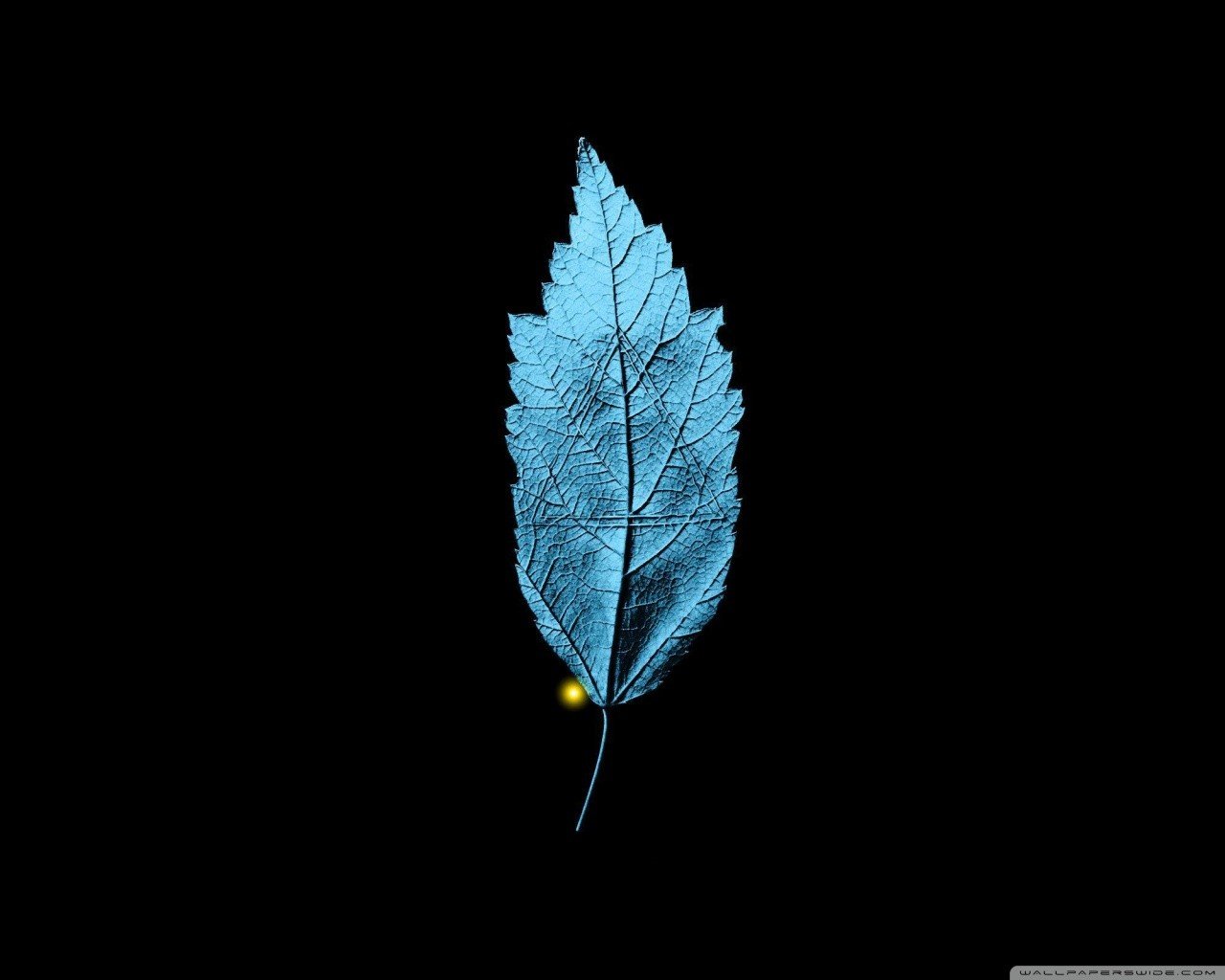 Fringe (TV series), Black background, Leaves Wallpaper
