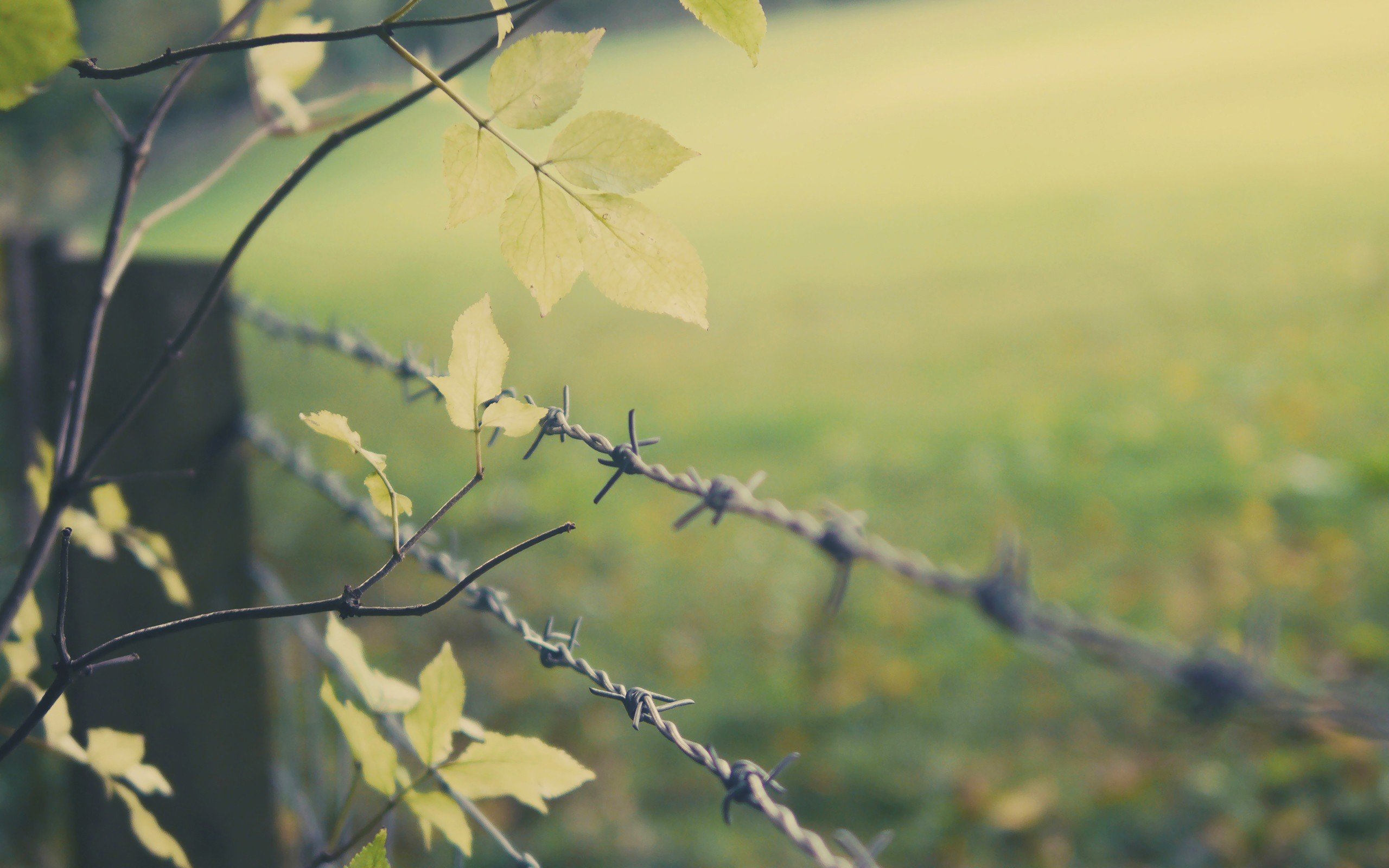 fence, Depth of field, Leaves, Barbed wire, Trees, Branch Wallpaper