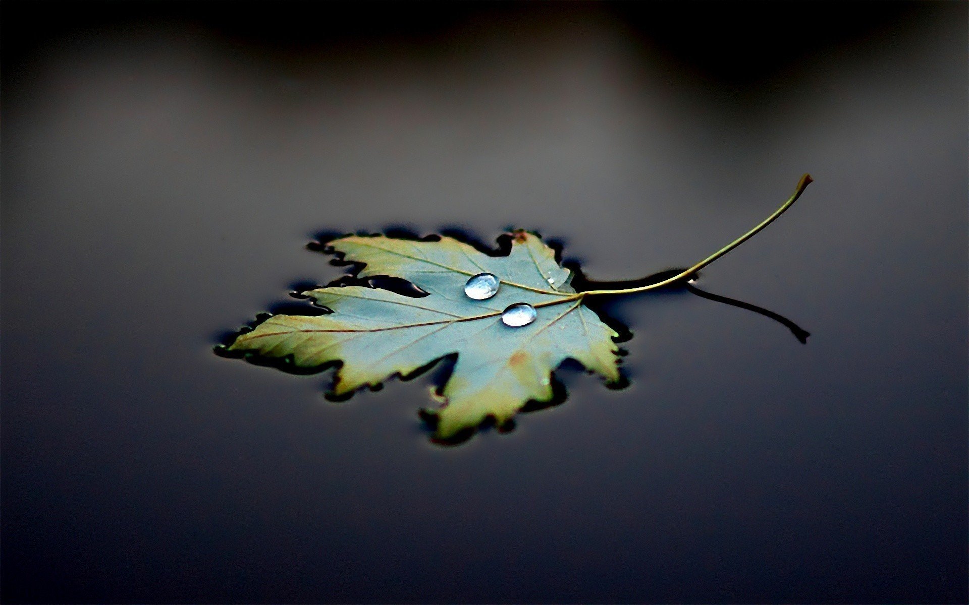 photography, Water, Leaves, Water drops Wallpaper
