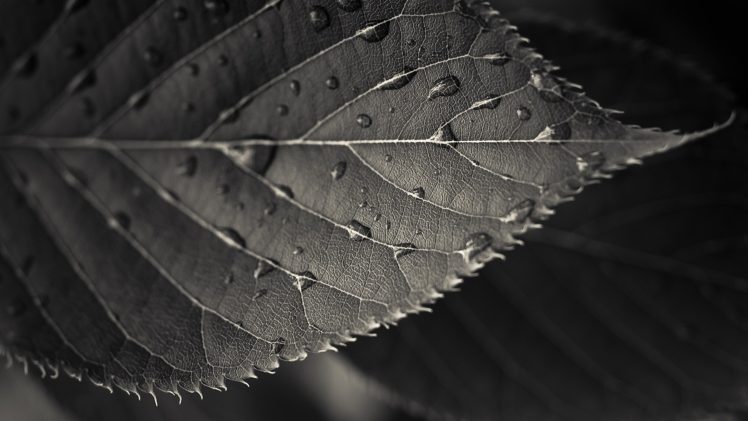 photography, Macro, Sepia, Leaves, Water drops HD Wallpaper Desktop Background
