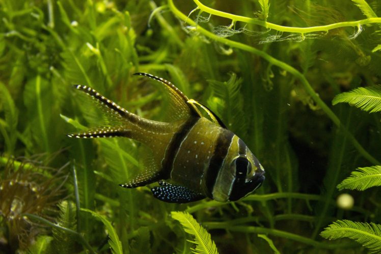 fish, Aquarium, Fishbowls HD Wallpapers / Desktop and Mobile Images & Photos