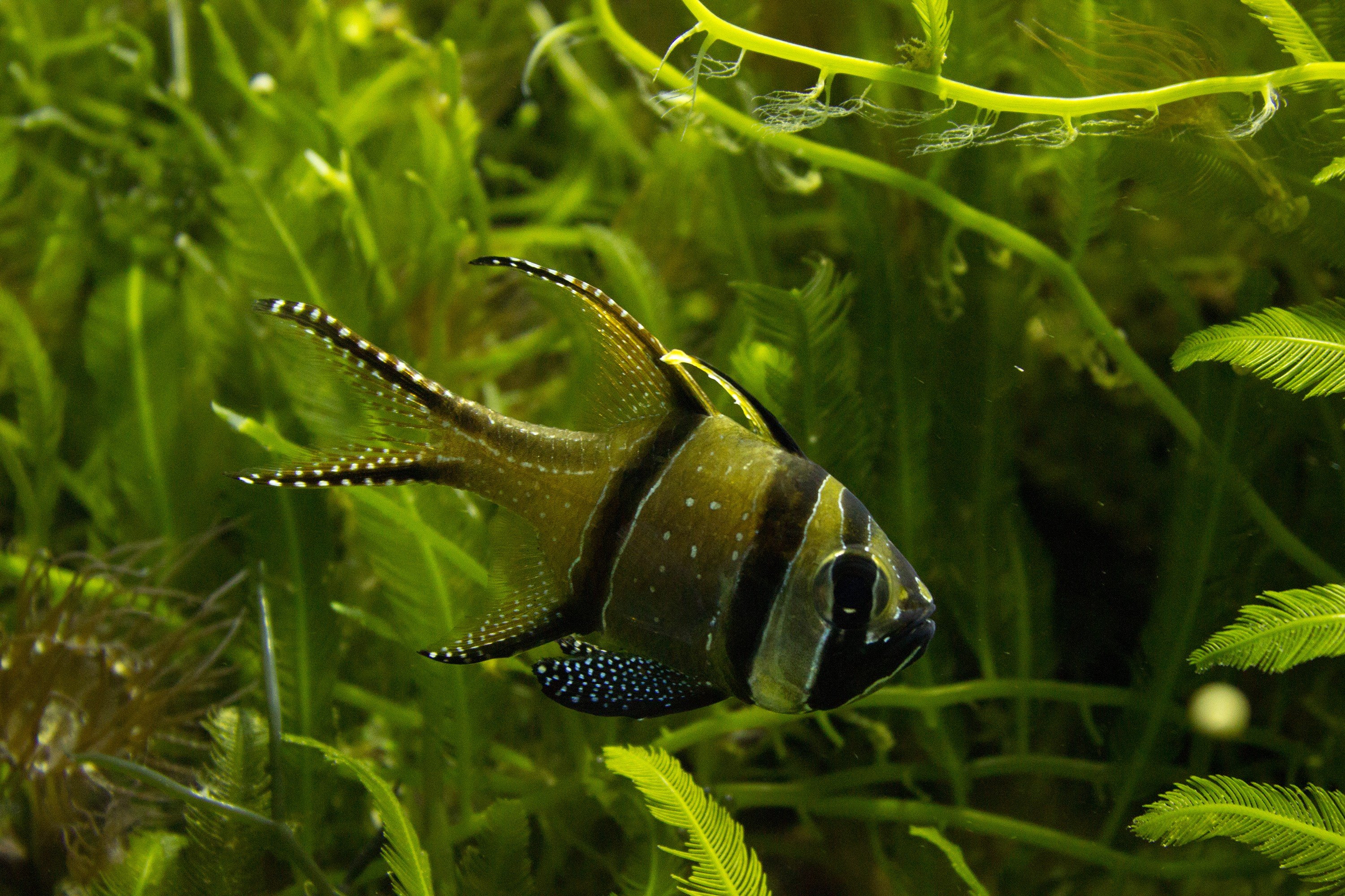 fish, Aquarium, Fishbowls Wallpaper