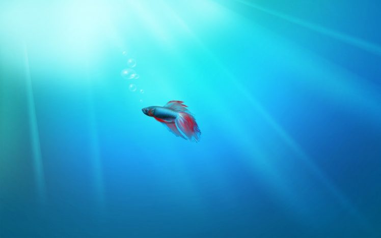 minimalism, Blue background, Drawing, Underwater, Fish, Bubbles HD Wallpaper Desktop Background