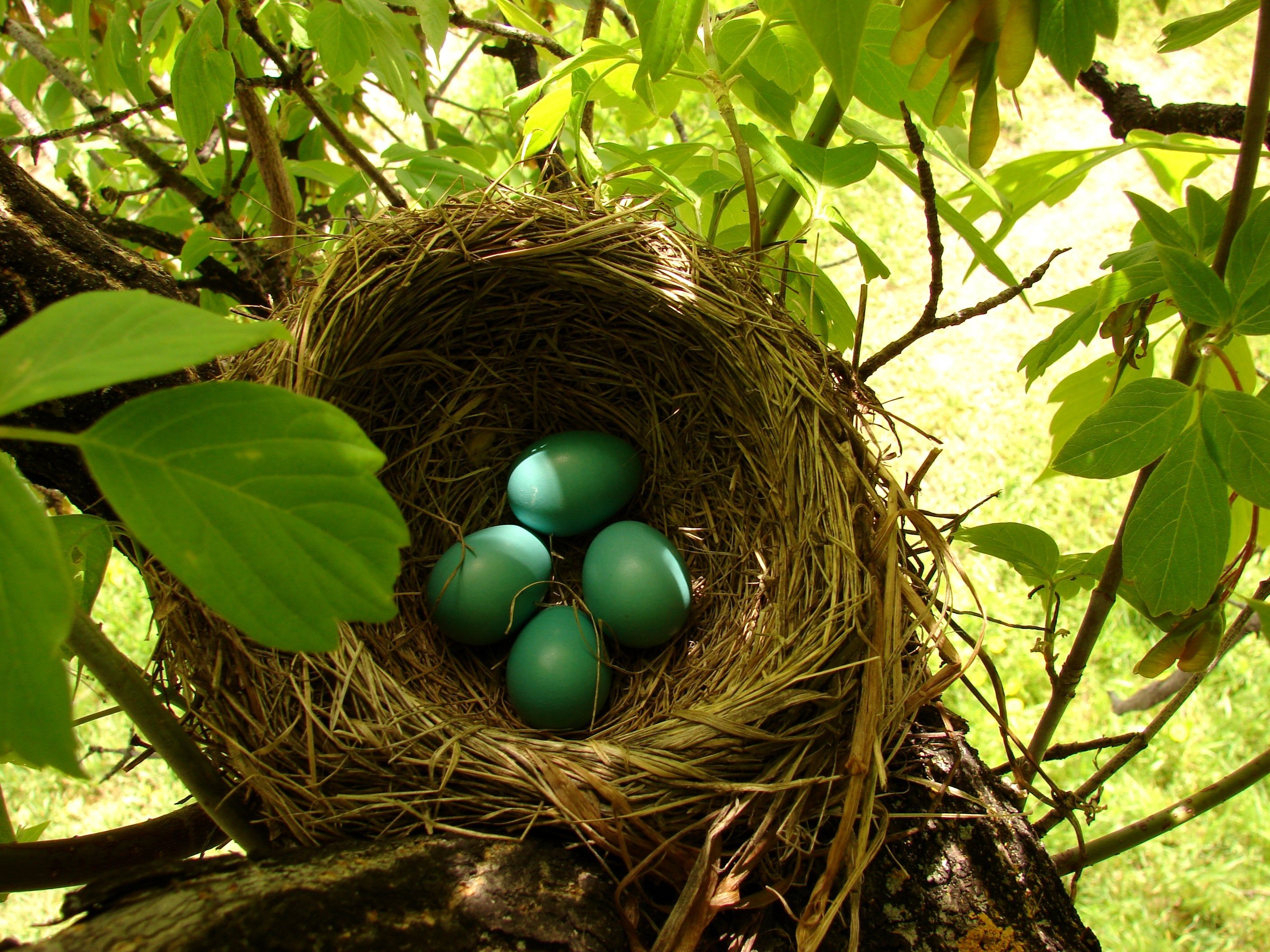 nests, Eggs Wallpaper