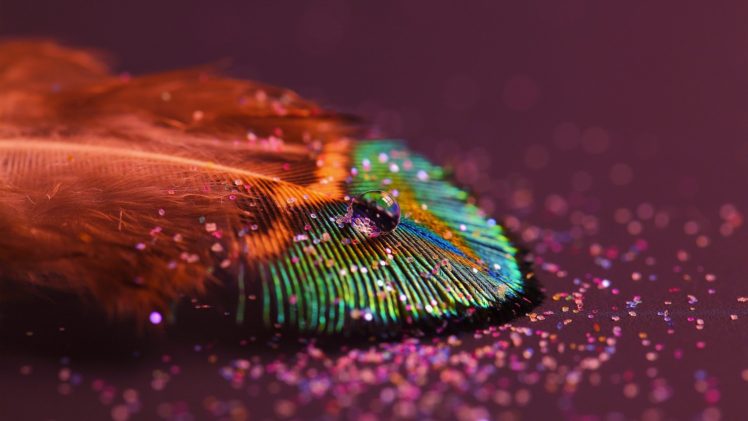 photography, Macro, Glitter, Feathers, Water drops, Peacocks, Depth of field HD Wallpaper Desktop Background