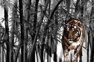 tiger, Big cats, Bamboo