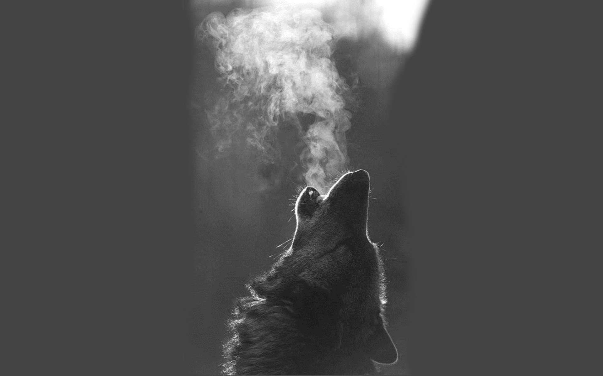 Black Wolf HD Wallpapers 1000 Free Black Wolf Wallpaper Images For All  Devices