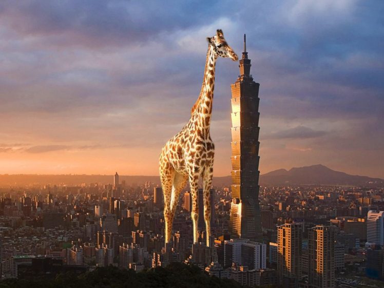 giraffes, Building HD Wallpaper Desktop Background