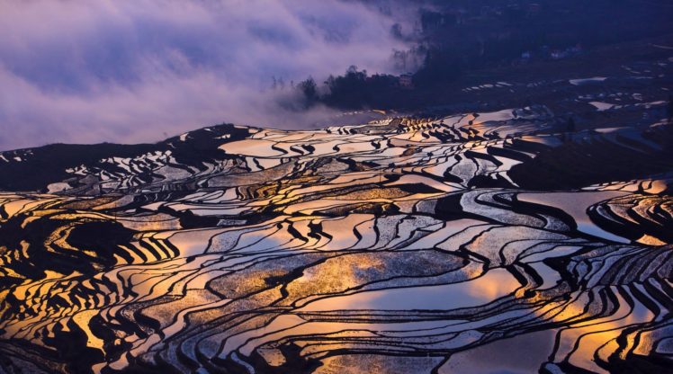terraced field, Rice paddy HD Wallpaper Desktop Background