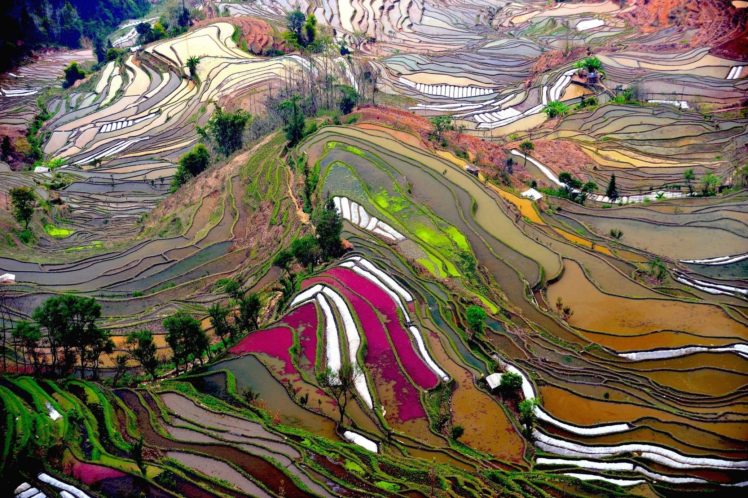 terraced field, Rice paddy HD Wallpaper Desktop Background