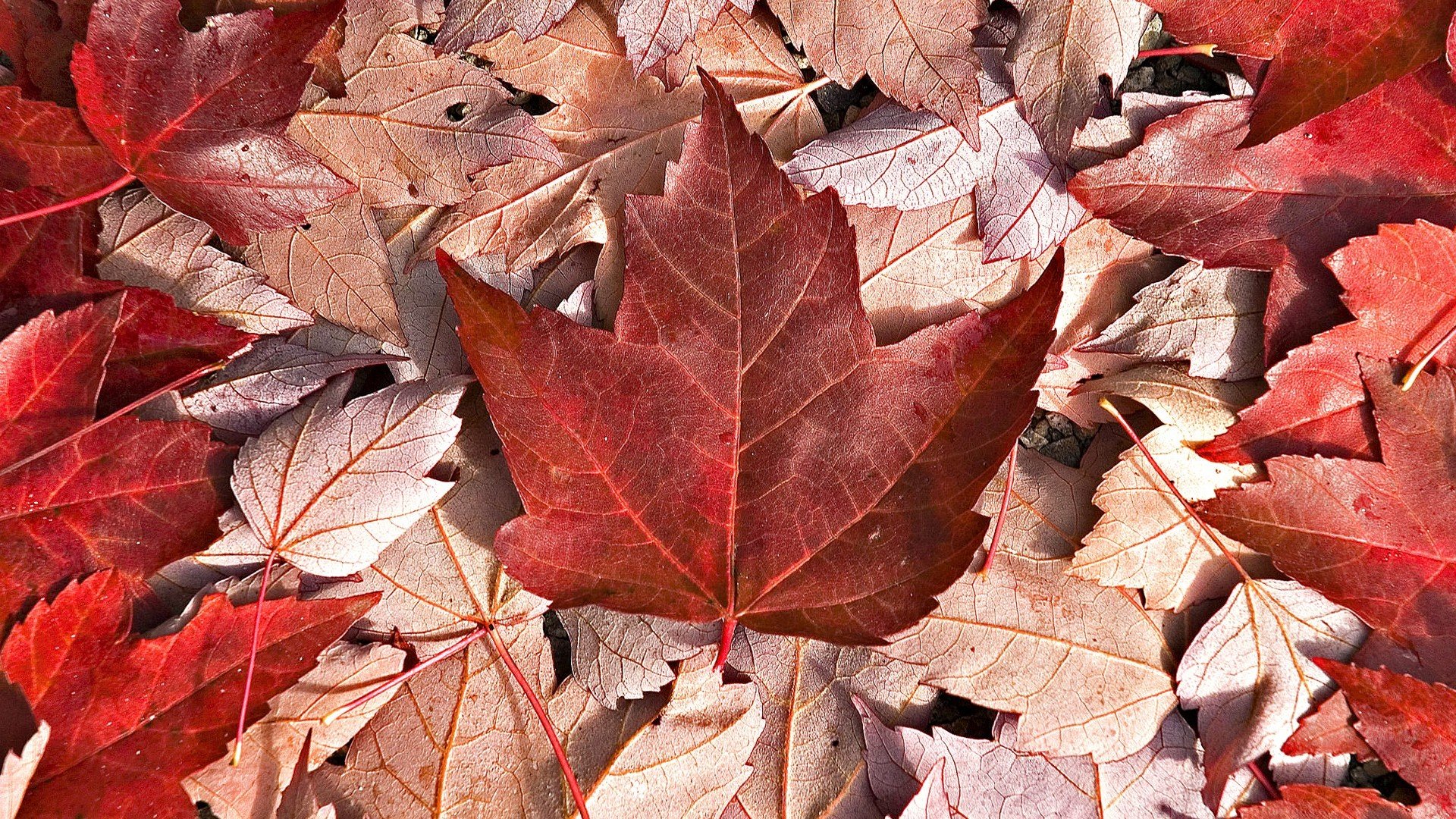 Canada HD Wallpapers / Desktop and Mobile Images & Photos