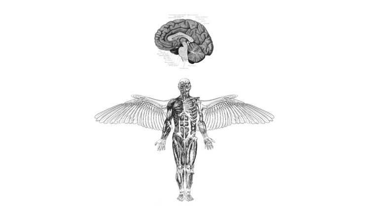 anatomy, Brains, Wings, Medicine HD Wallpaper Desktop Background